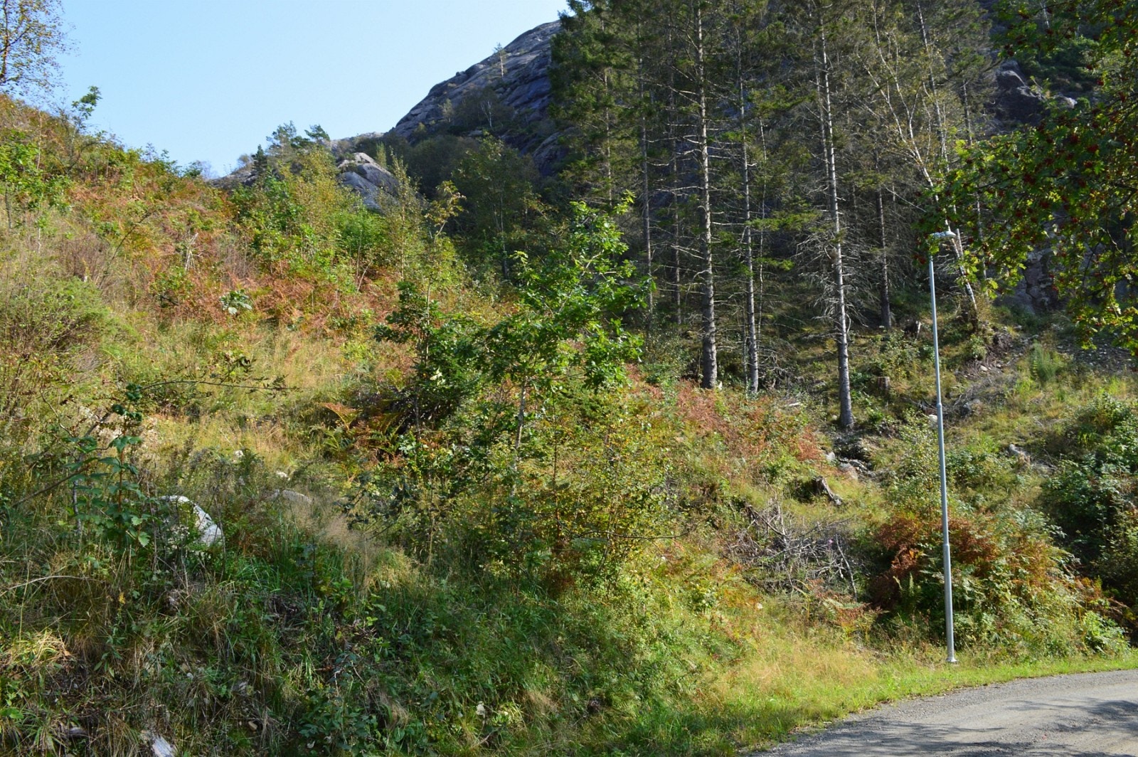 Tomt 10 Galleribilde