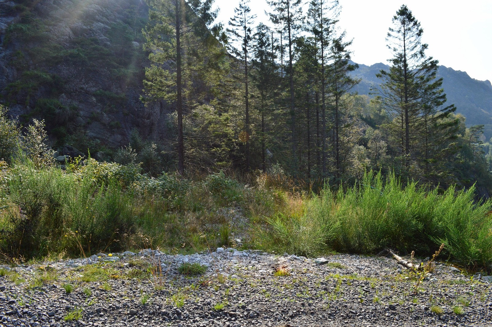 Innkjørsel tomt 7 og 8 Galleribilde