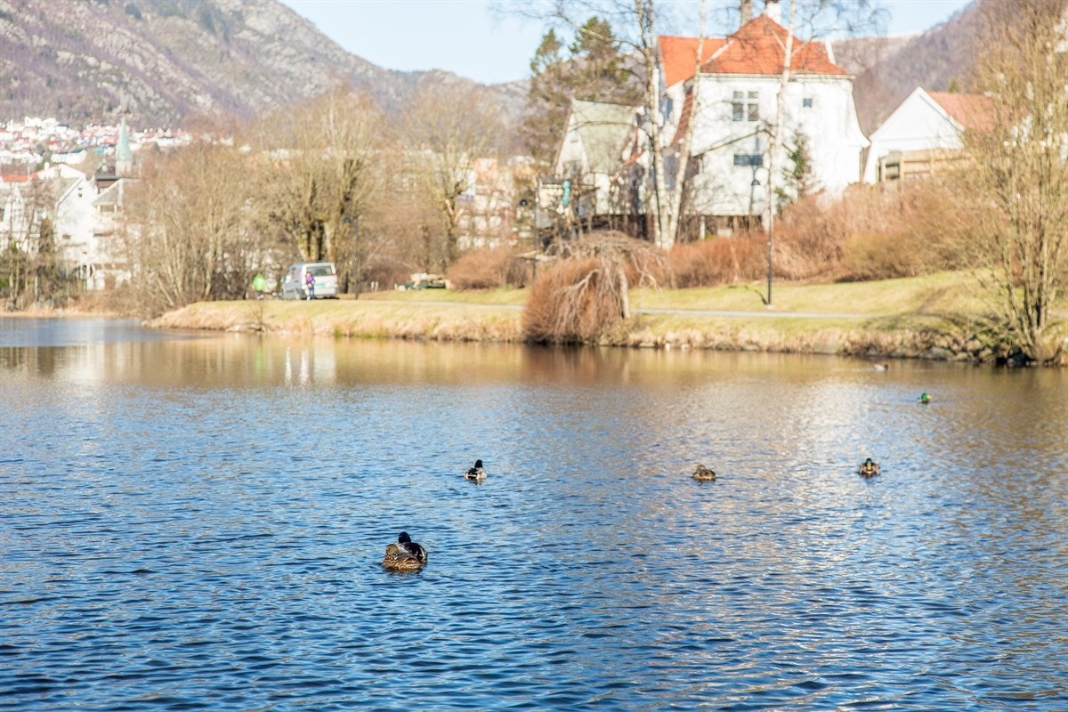 IMG_5240 Galleribilde