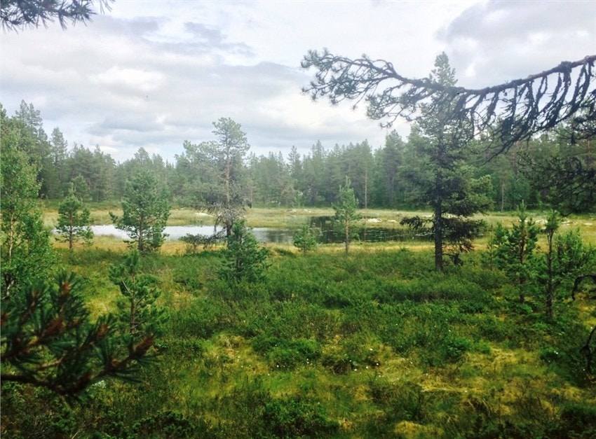 Utsikt mot tjernet sommerstid Galleribilde