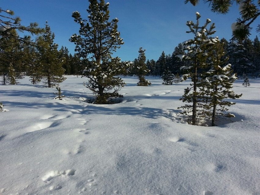 Tatt fra tomten med deler av tomten i front Galleribilde