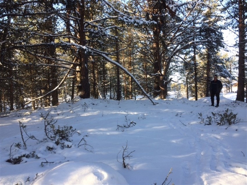 Hyttetomten, trærne kan hugges om ønskelig Galleribilde