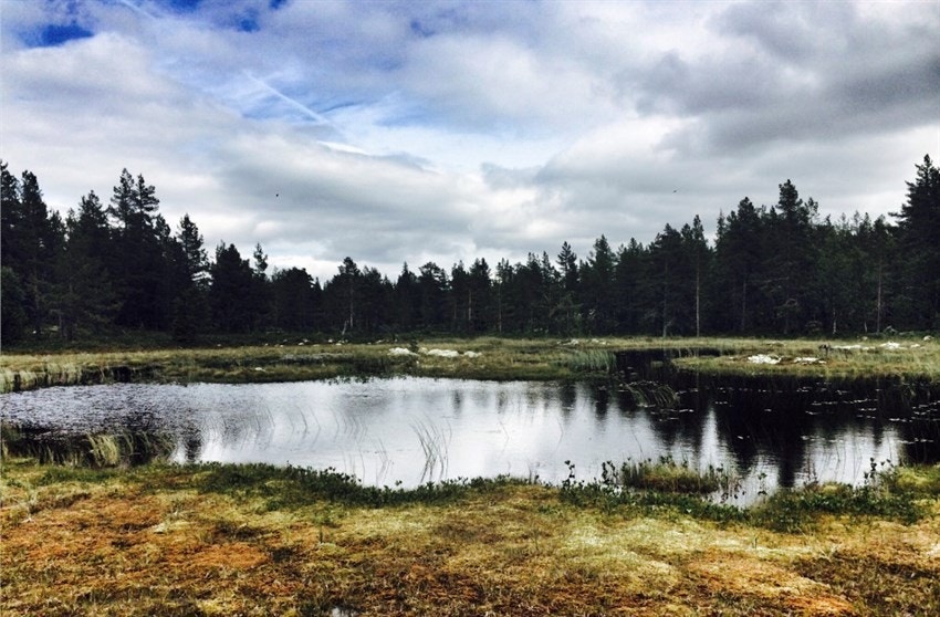 Tjernet på våren Galleribilde