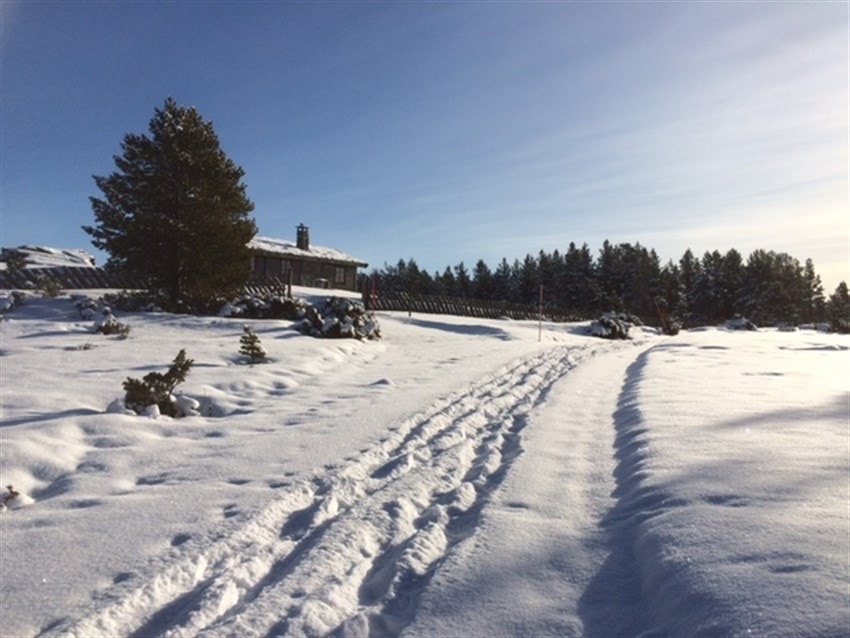 Veien opp mot tomten Galleribilde