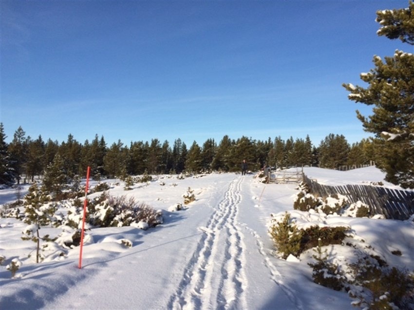 Veien opp mot tomten Galleribilde