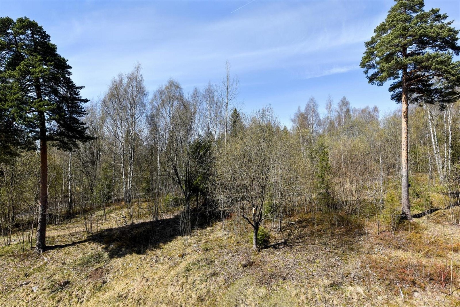 Utsikt mot skogen. Galleribilde