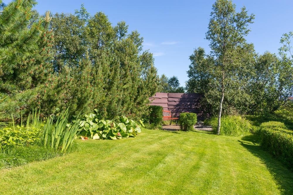 Plen, furutrær og hekk Galleribilde