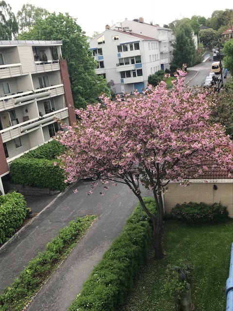 Helt i enden av Olav Kyrresgate Galleribilde