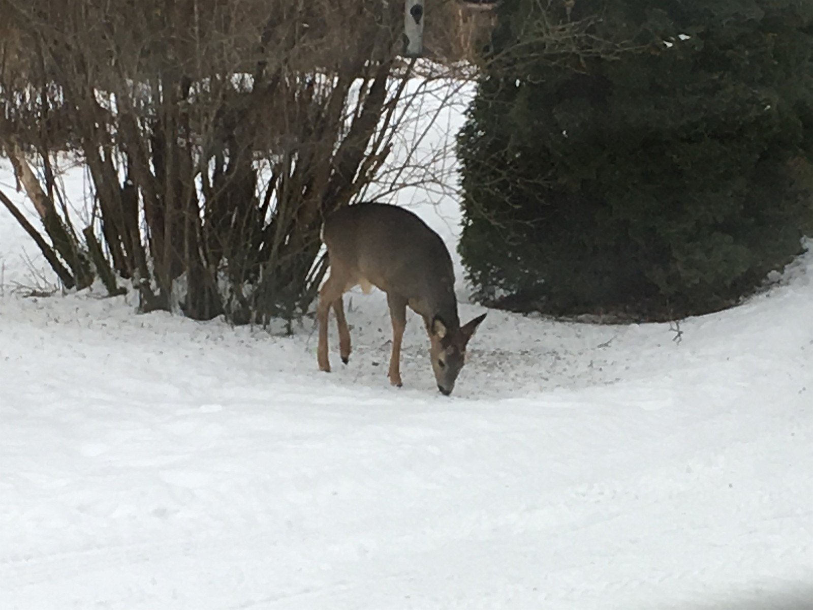 Et vanlig syn... Galleribilde