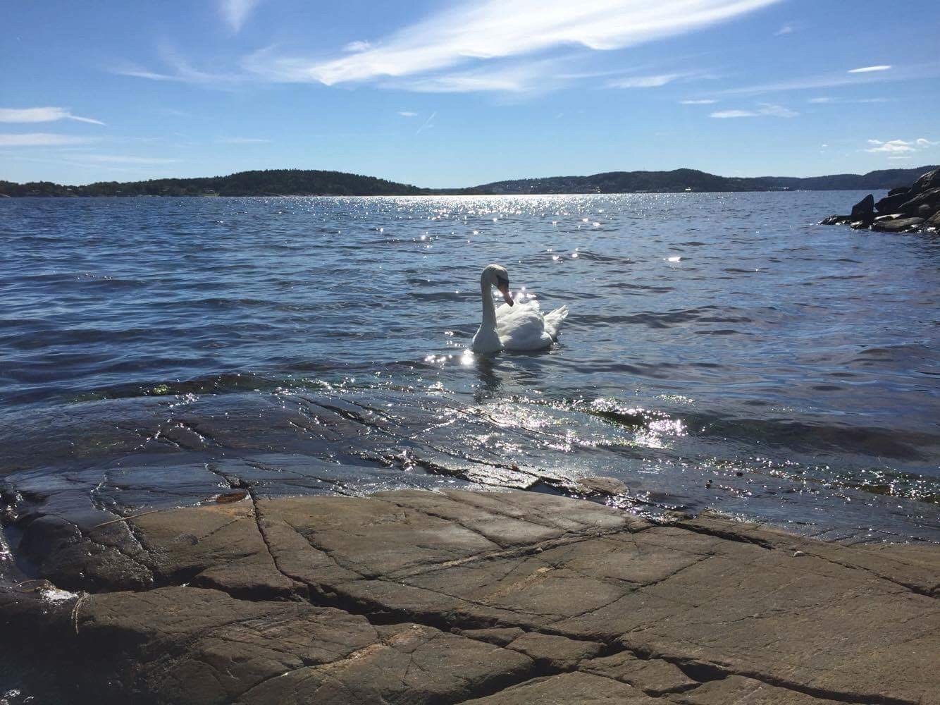 Tett på naturen med svaner og ender Galleribilde