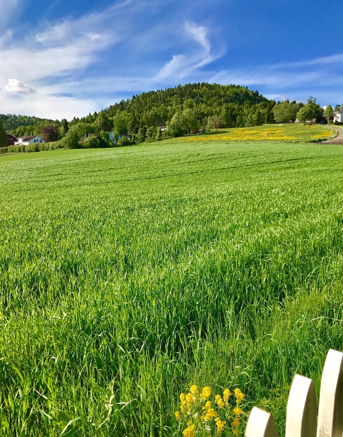 Utsikt mot nord. Galleribilde