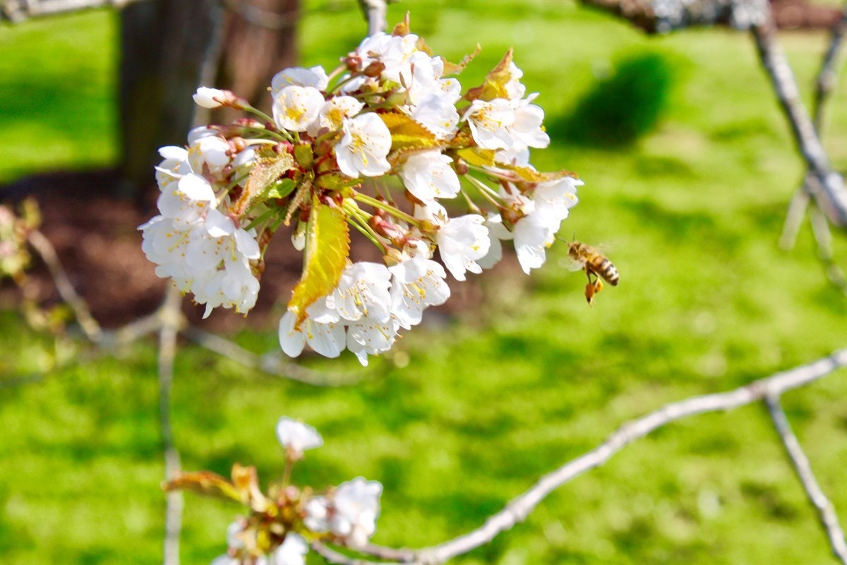 Kirsebærtre. Galleribilde