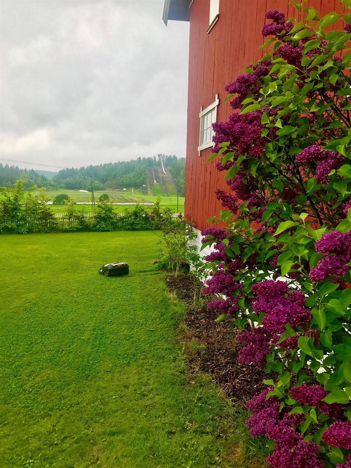 Syriner ved låven. Galleribilde