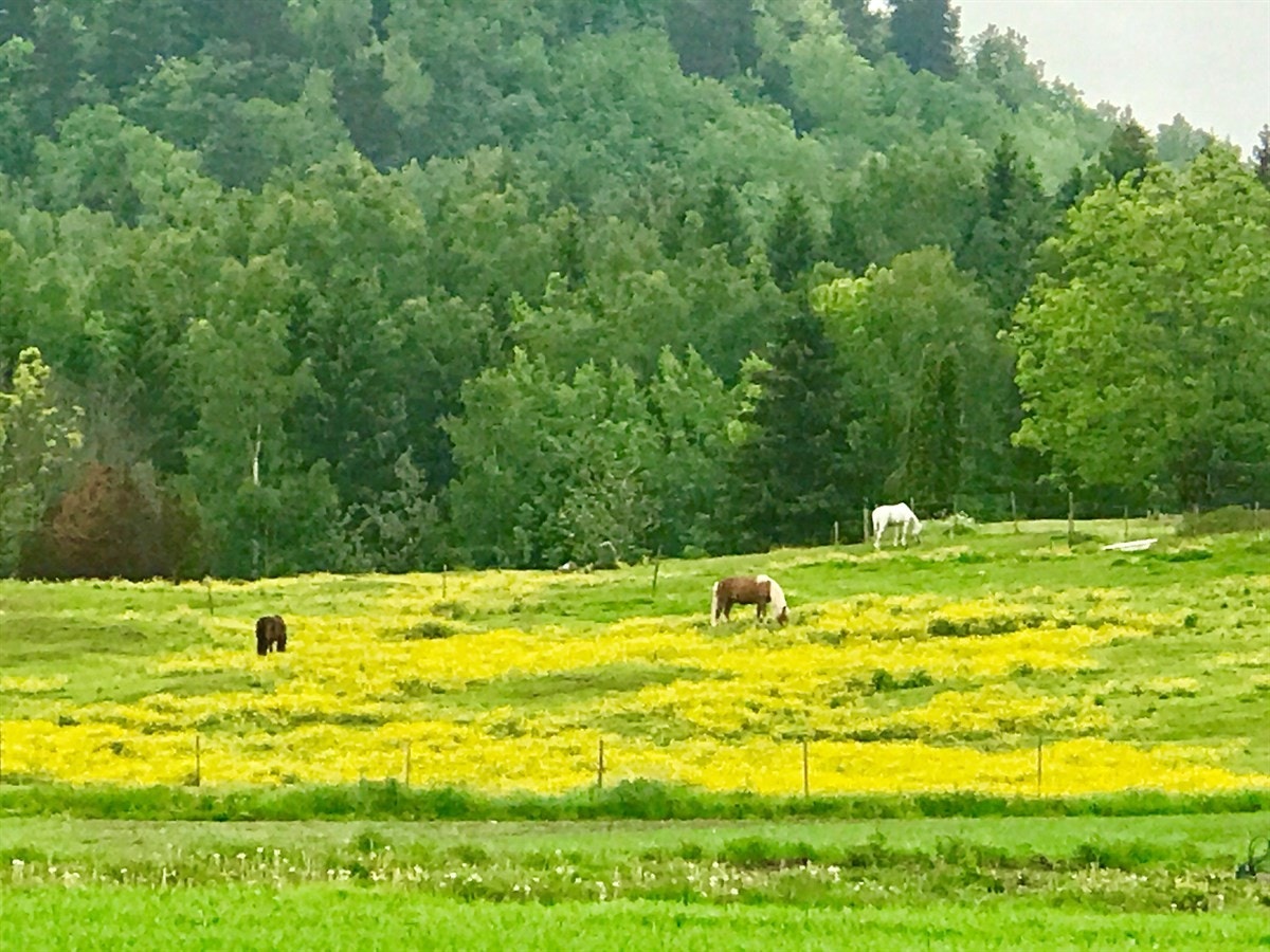 Landlige omgivelser med 3 hester på nabojordet. Galleribilde