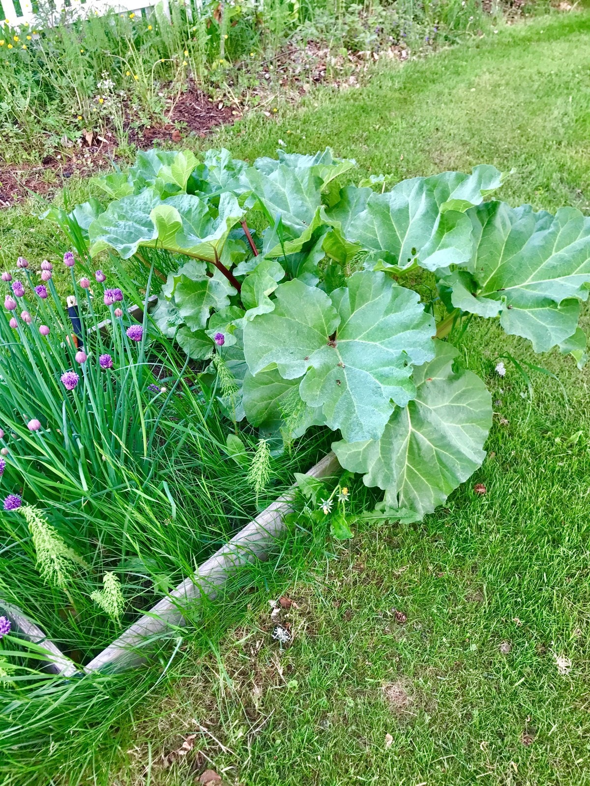 Rabarbra og gressløk i hagen. Galleribilde
