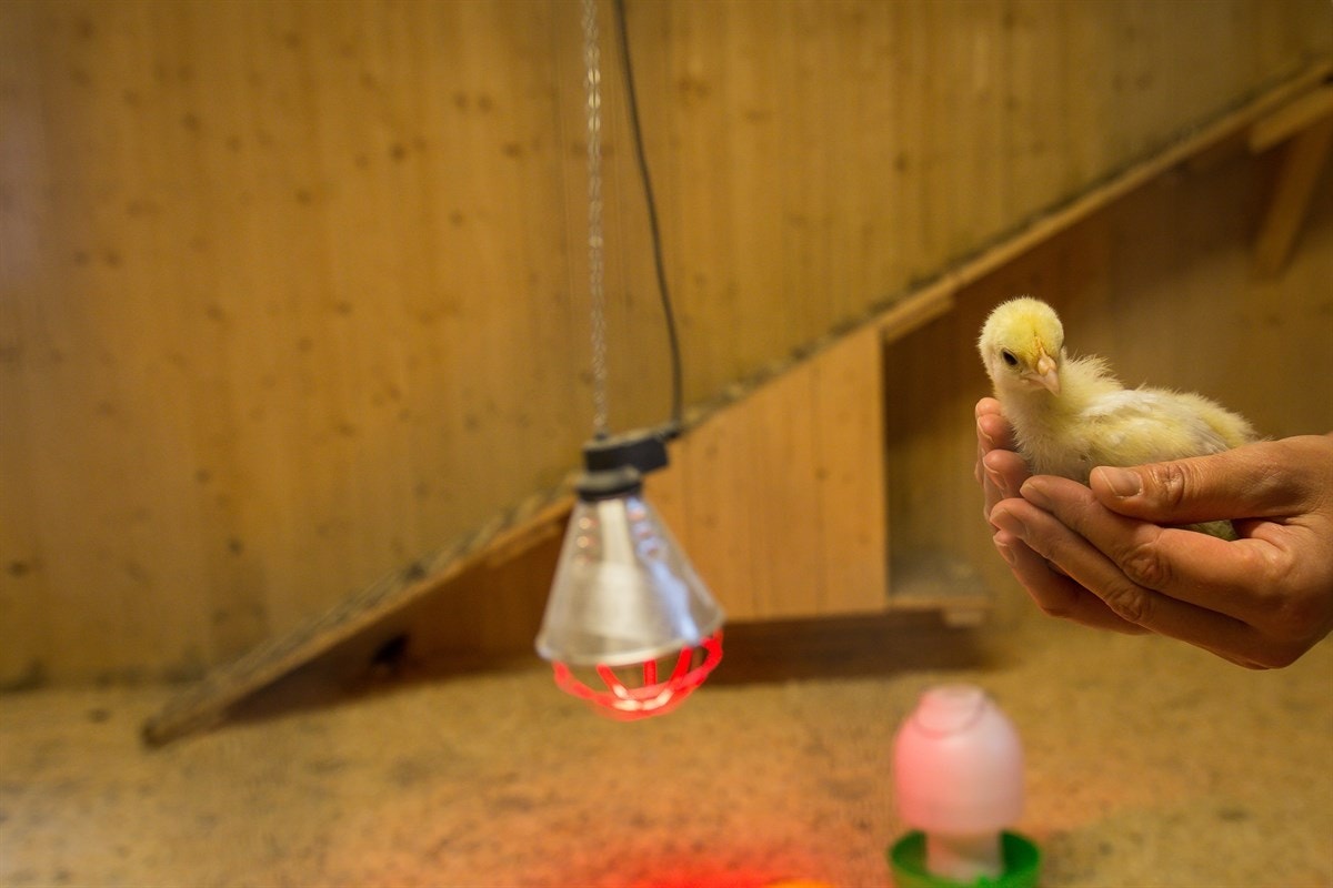 Komplett hønsehus. Galleribilde