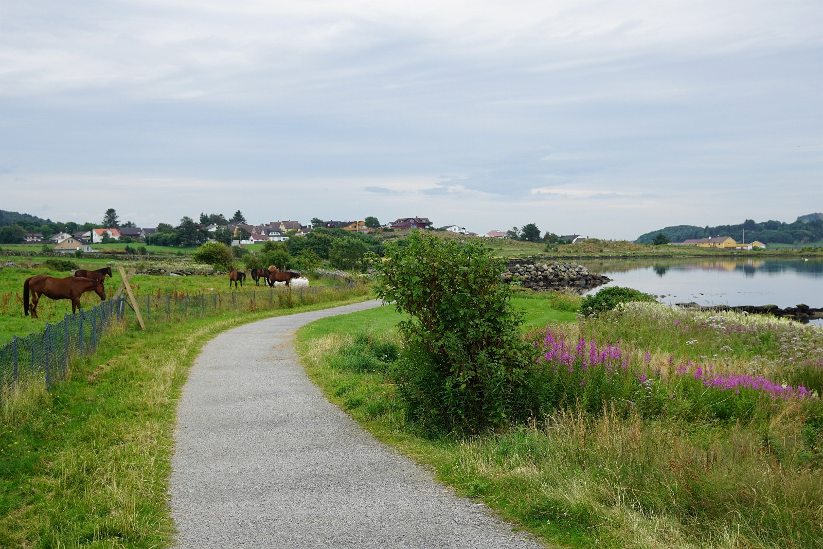Flotte turstier langs Hafrsfjord Galleribilde