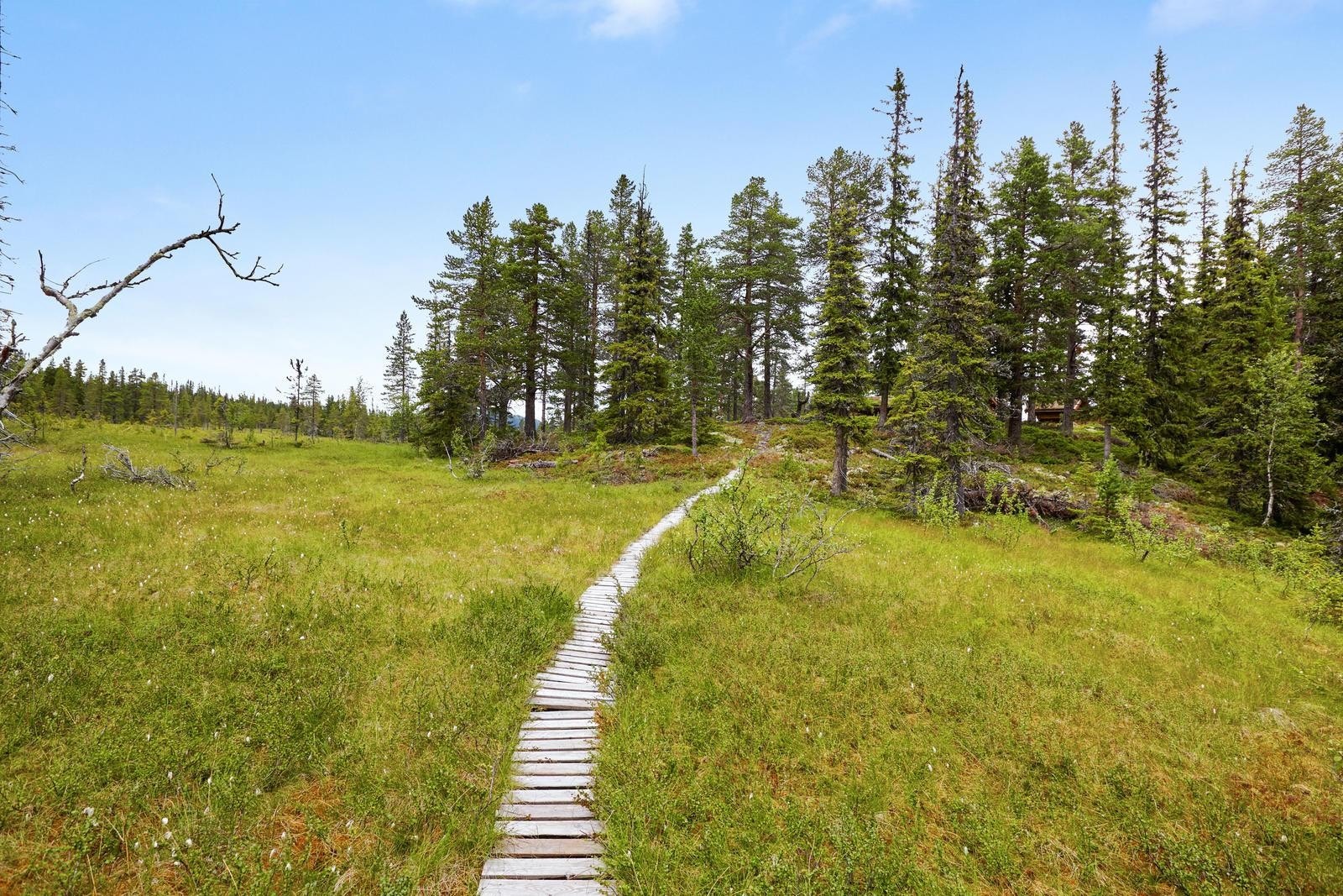 Stien mot hytta Galleribilde