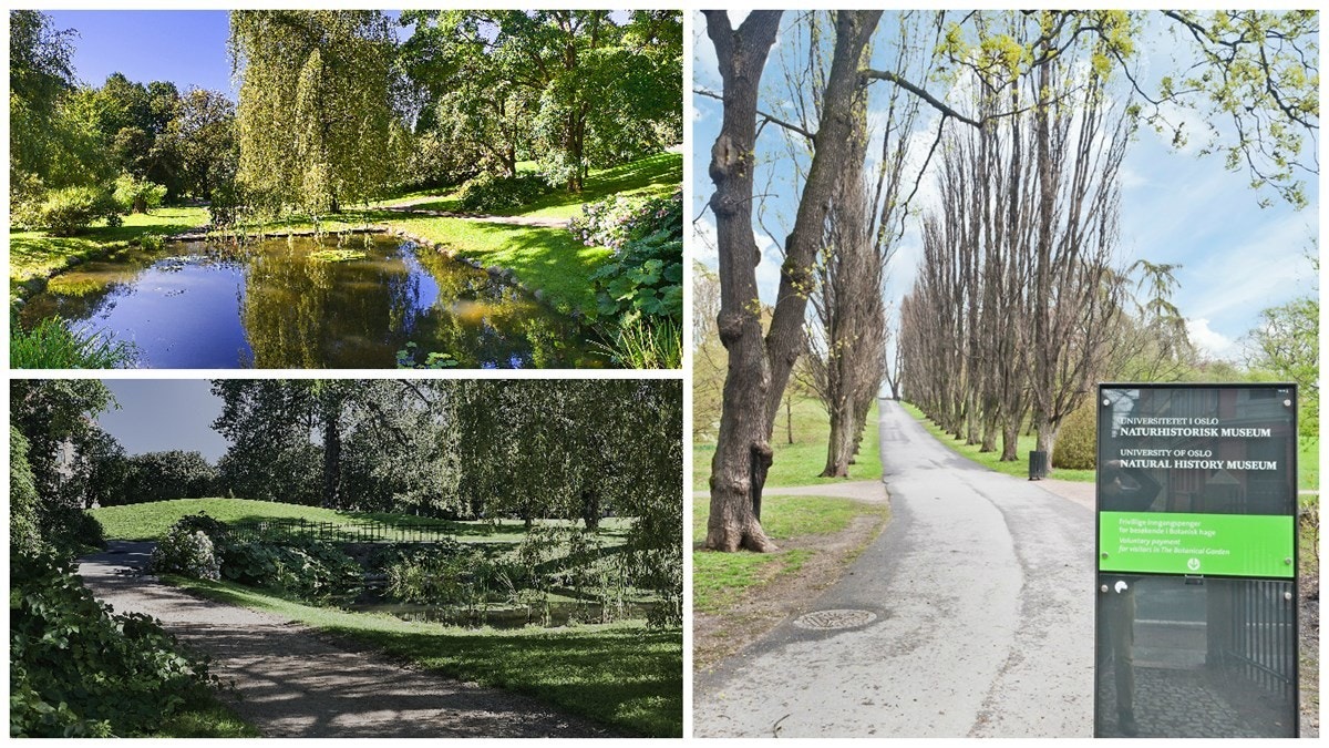 Også i bæreavstand med en fyldig piknikkurv finnes fantastiske Botanisk hage, med sine 7500 forskjellige arter og sorter som er samlet opp siden den ble etablert i 1814. Galleribilde