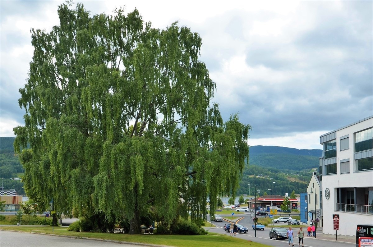 Fin liten park like ved. Galleribilde