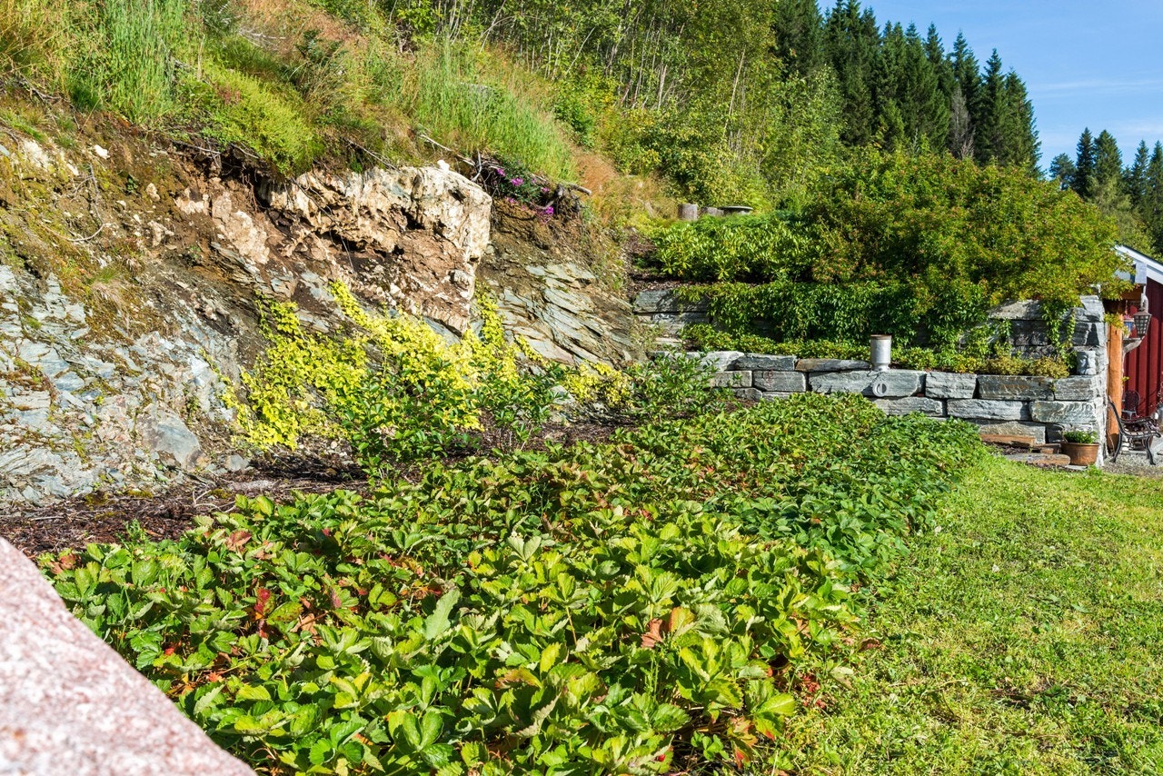 Fra jordbækeråkeren kan man lett hente seg bær til både dessert og kaker Galleribilde