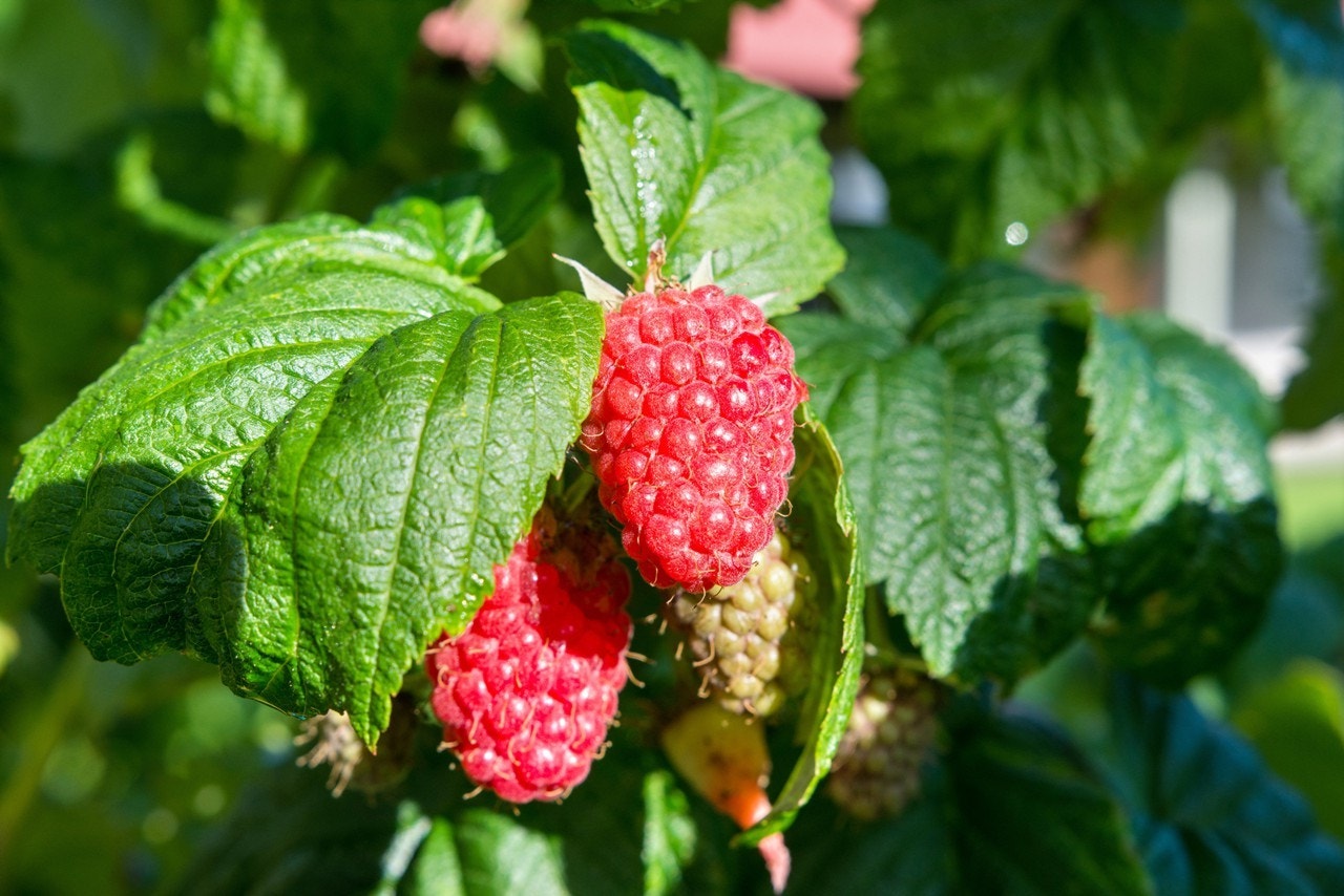Detaljebilde bærbusk Galleribilde