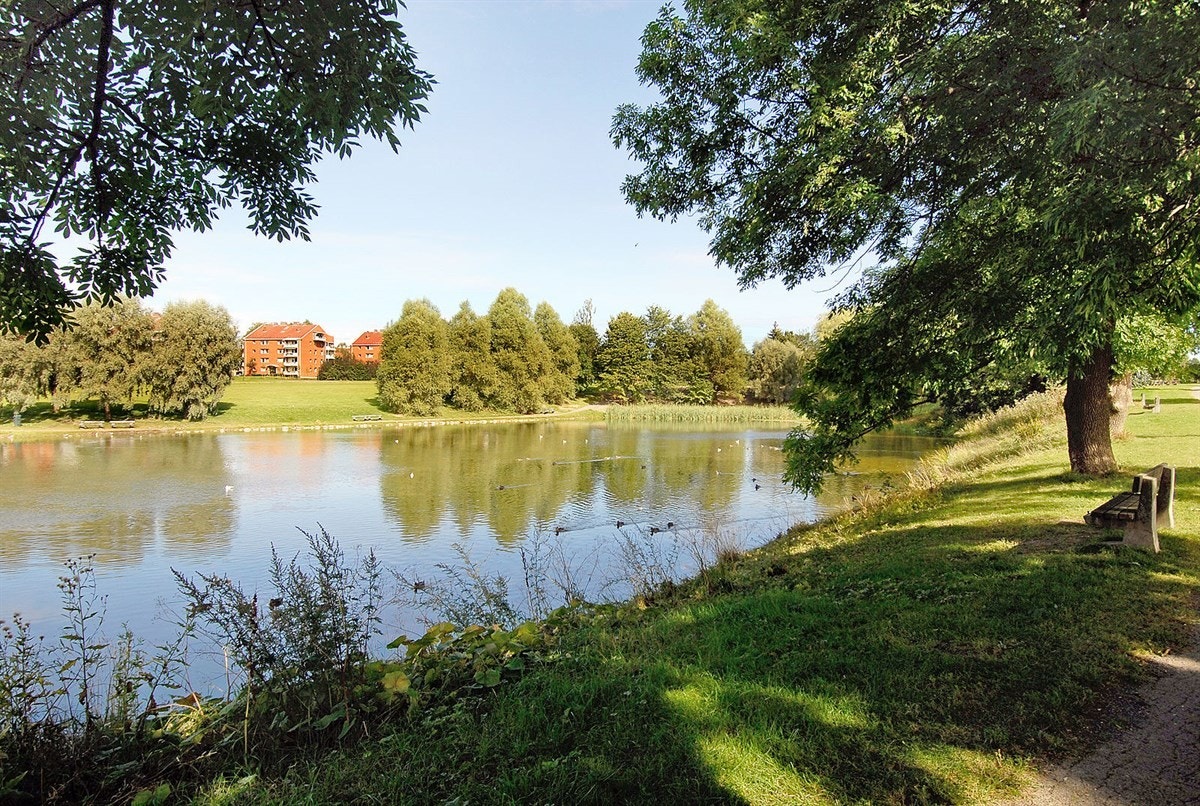 Andedammen er like rundt hjørne. Galleribilde
