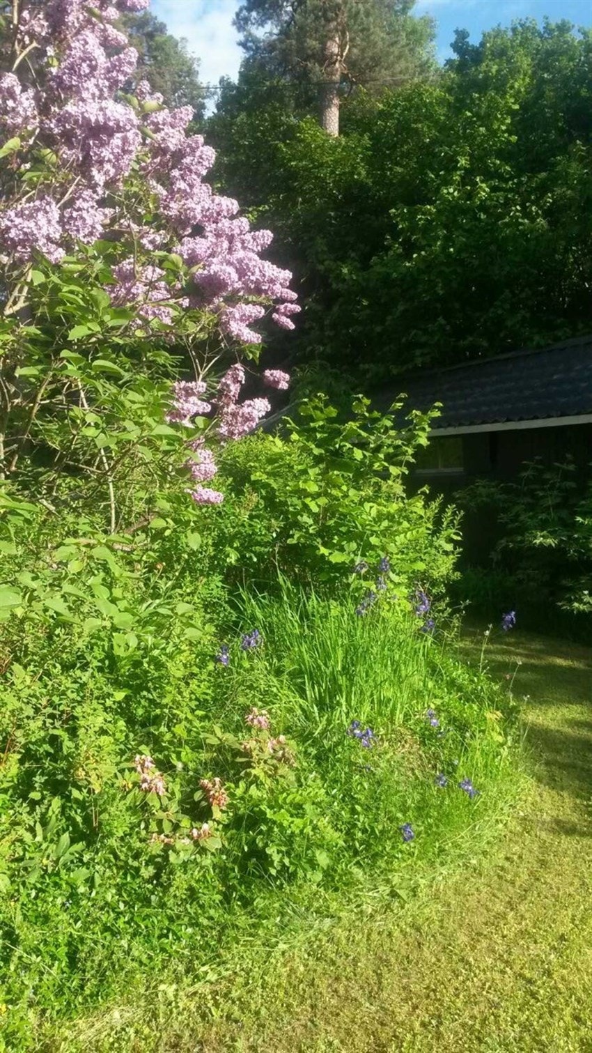 mer blomster Galleribilde