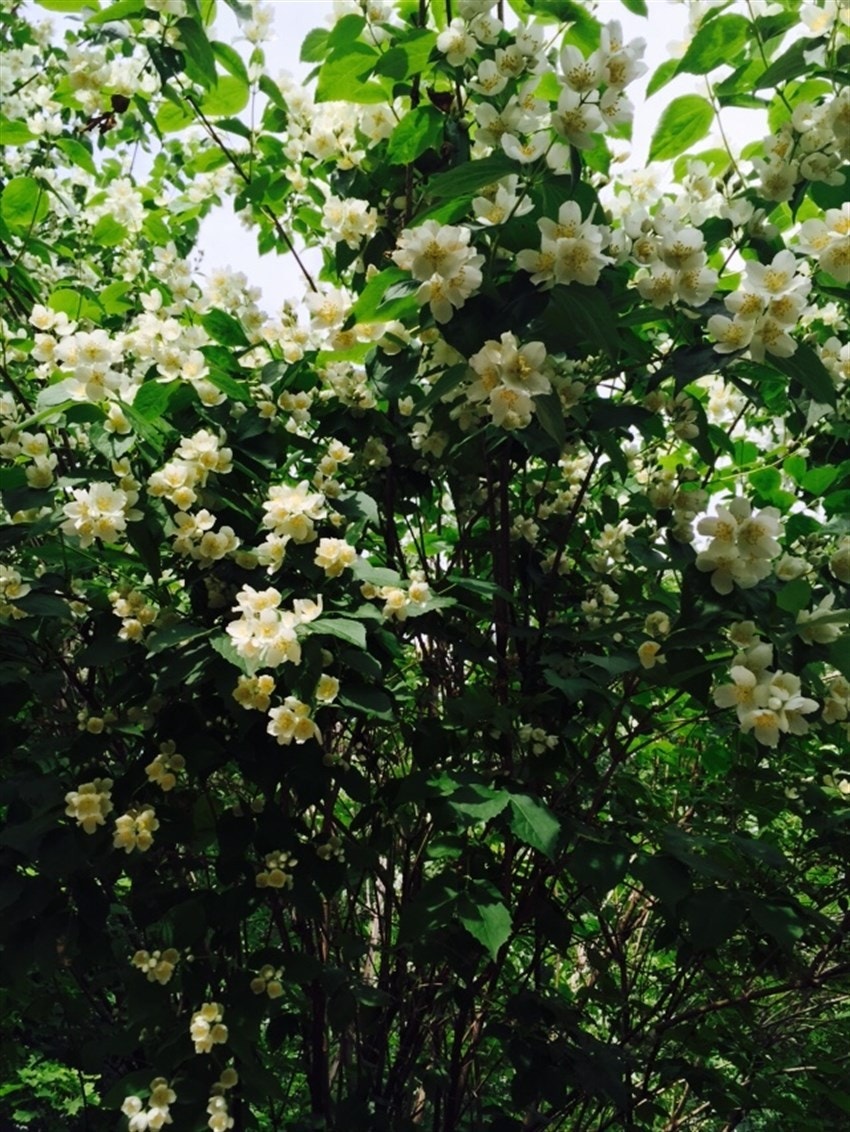 Nydelig sjasmin - privat bilde Galleribilde