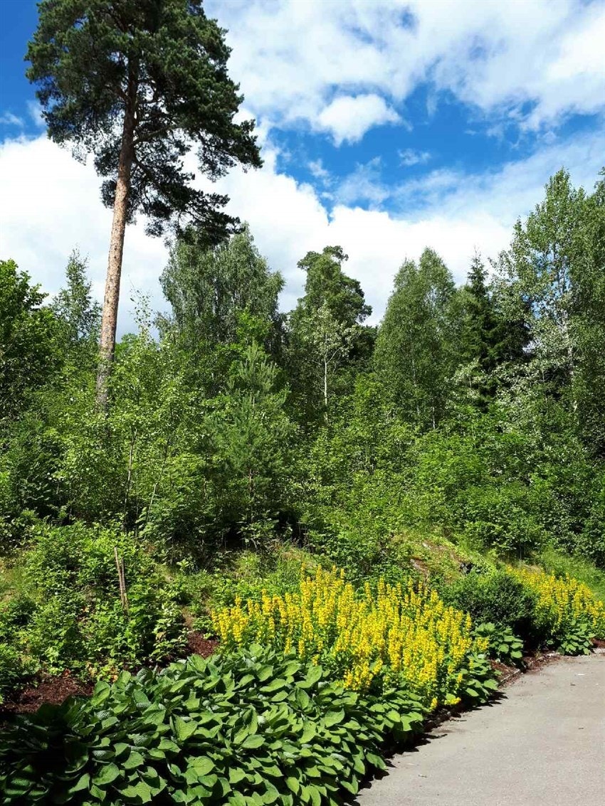 Selgers egne bilder tatt i nærområdet Galleribilde