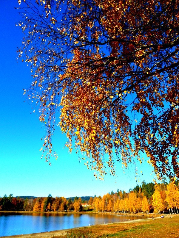 Selgers egne bilder tatt i nærområdet Galleribilde