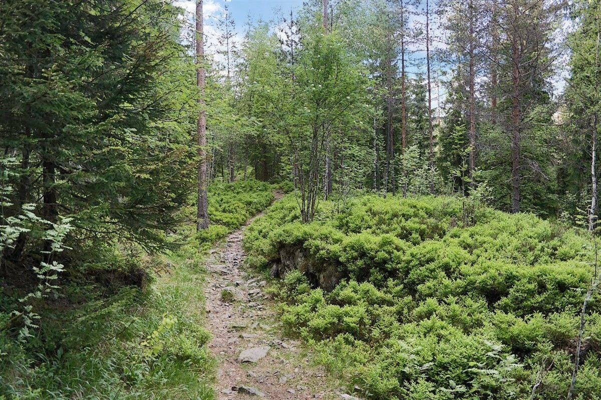 Lillomarka innehar flotte tur- og rekreasjonsområder sommer og vinter. Galleribilde
