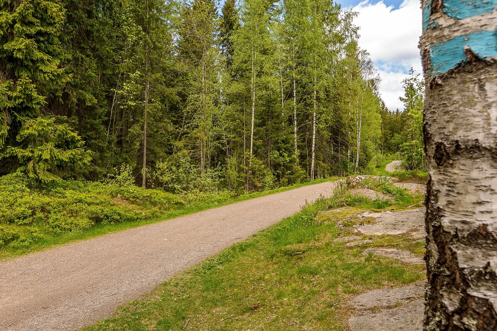 Lillomarka Galleribilde