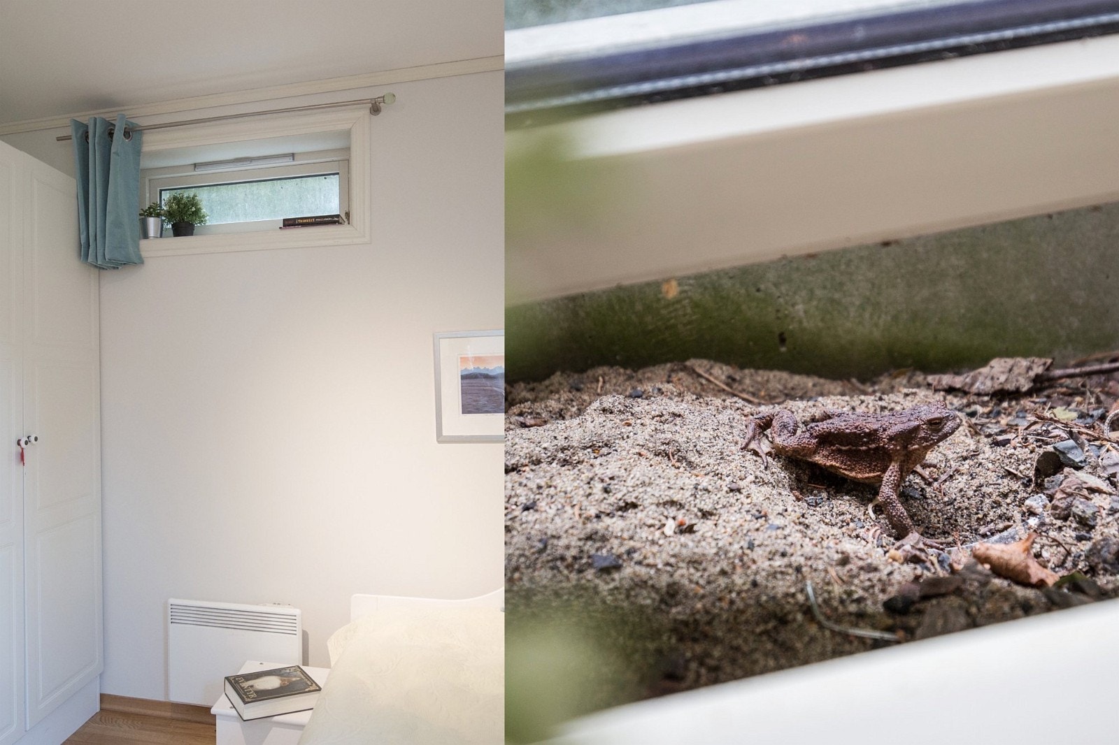 Det andre vinduet må man passe på for der kommer det en frosk som hopper inn hele tiden. Vi har ikke gitt den navn, vi kaller den bare for frosken. Galleribilde