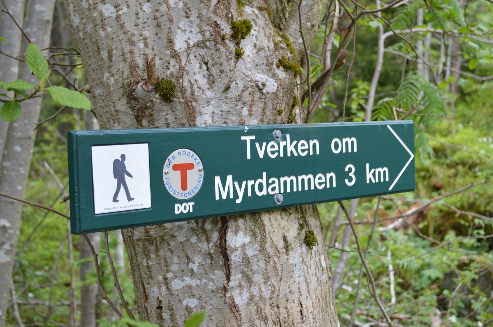 Suverene turmuligheter rett utenfor hyttedøra Galleribilde