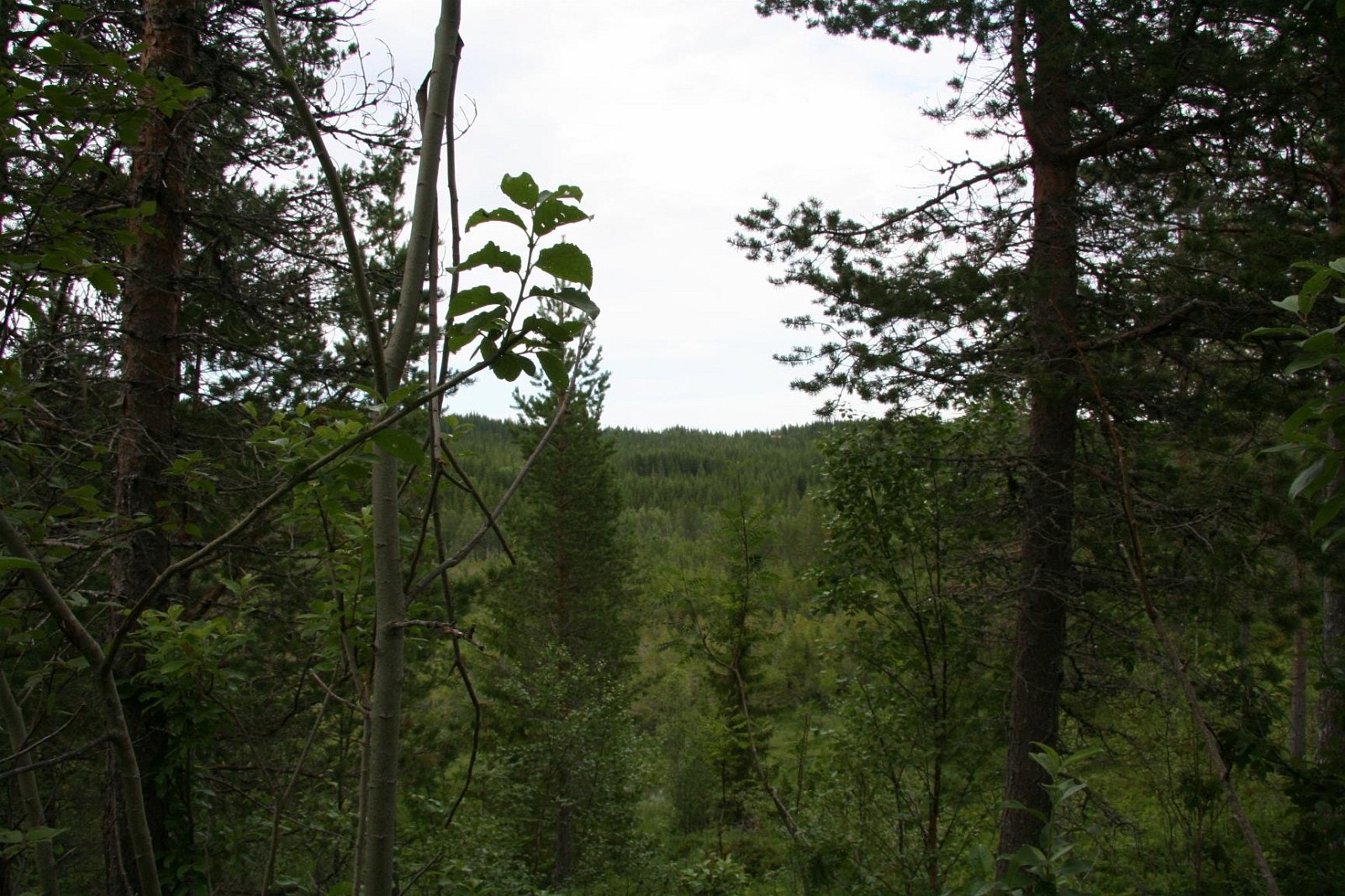 IMG_6858.JPG Galleribilde