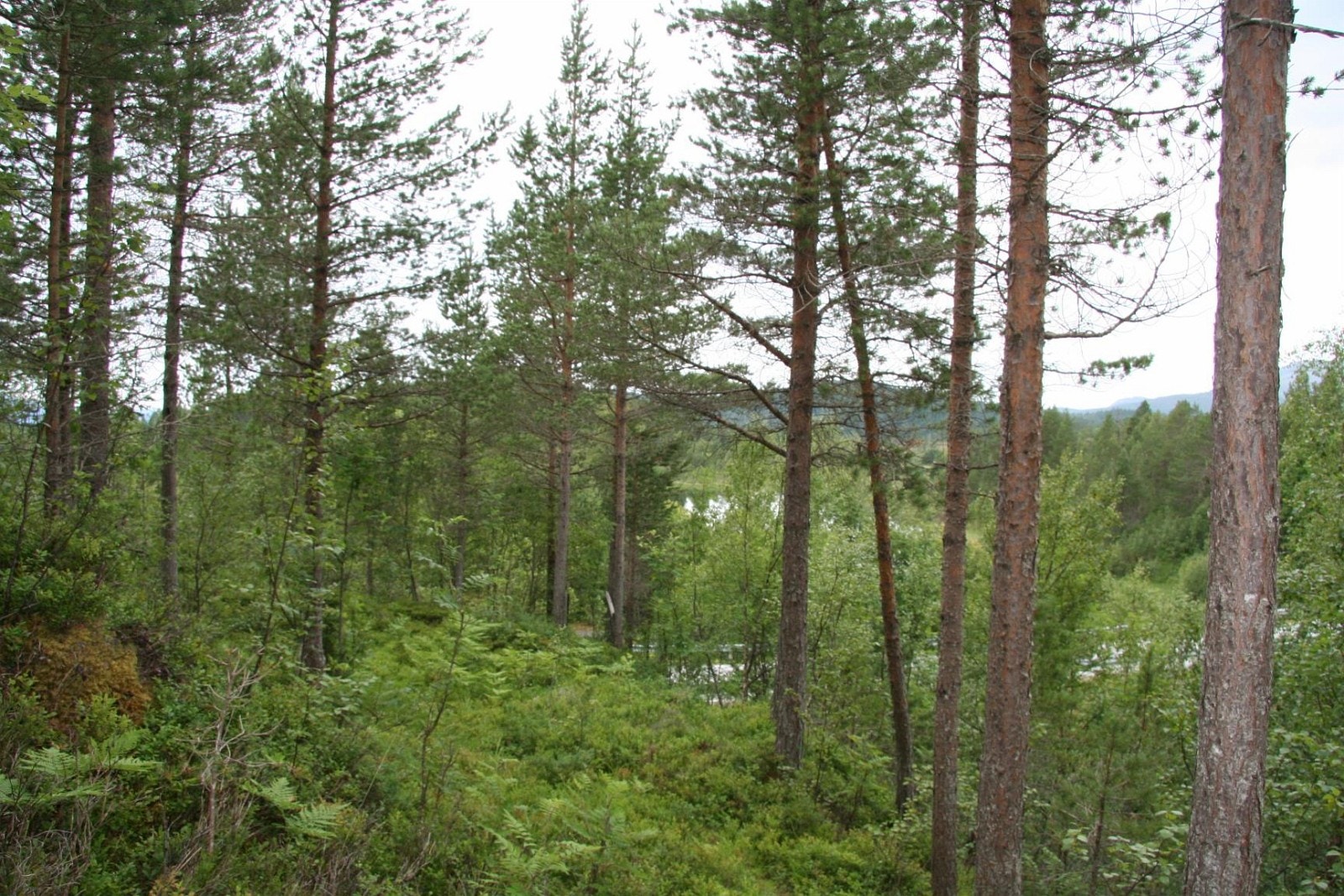 IMG_6875.JPG Galleribilde