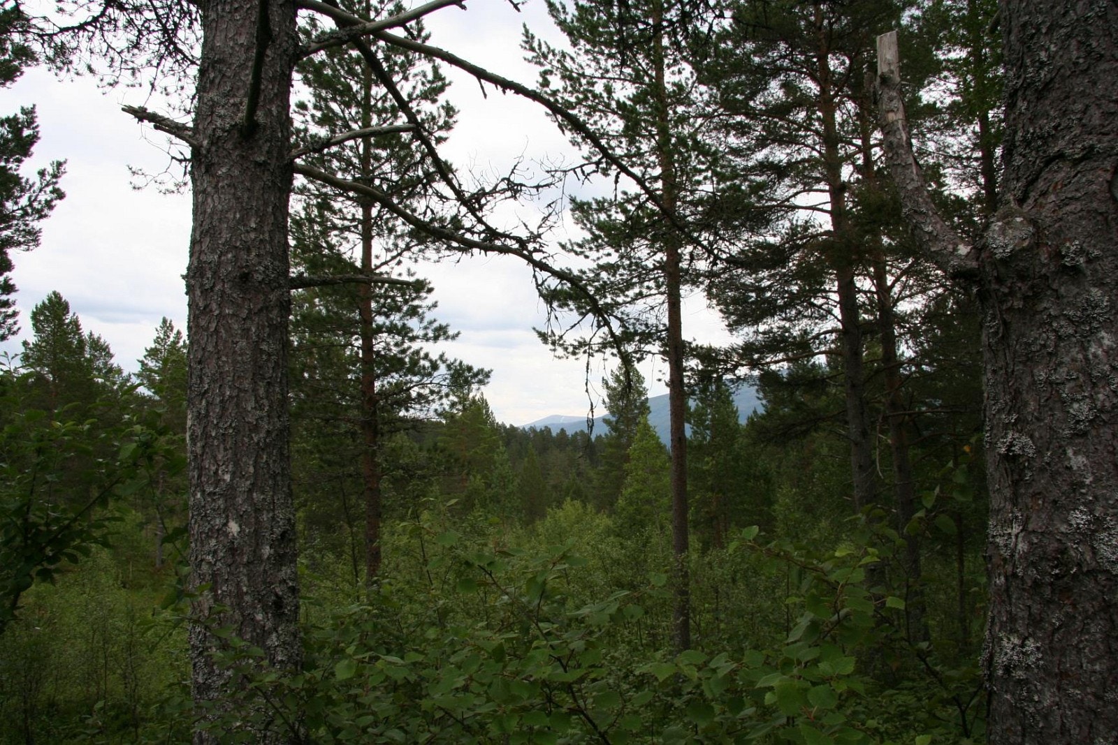 IMG_6859.JPG Galleribilde