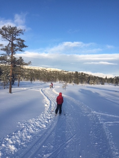 50 meter fra hytta. Galleribilde