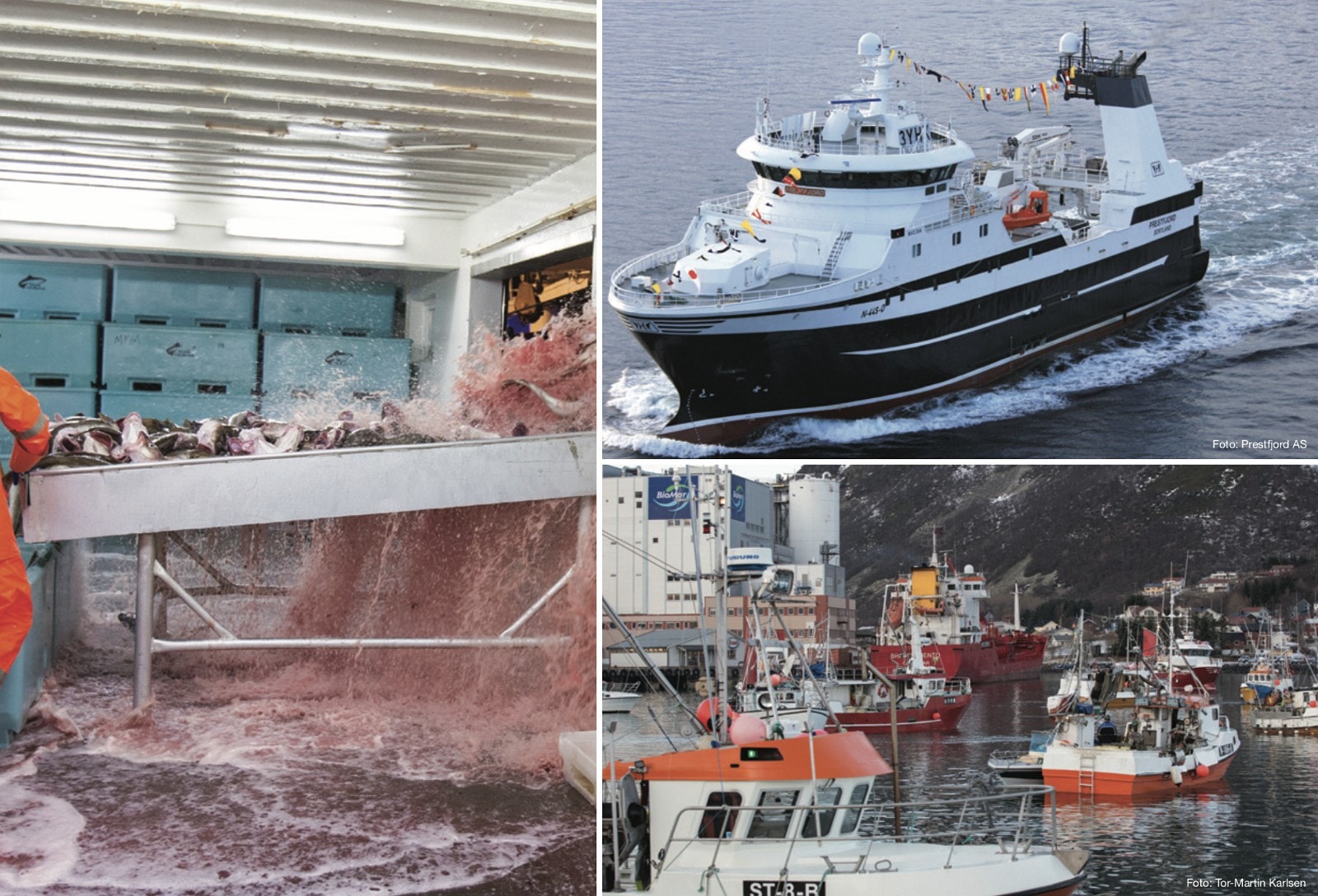 Myre har stor aktivitet innenfor sjørettet virksomhet og har her en lang historie som strekker tilbake til annen verdenskrig. Galleribilde