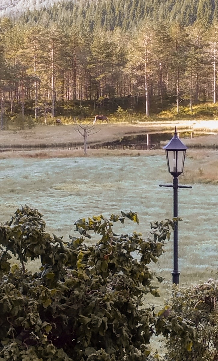 Elgku med kalv 01.09.2018 Galleribilde