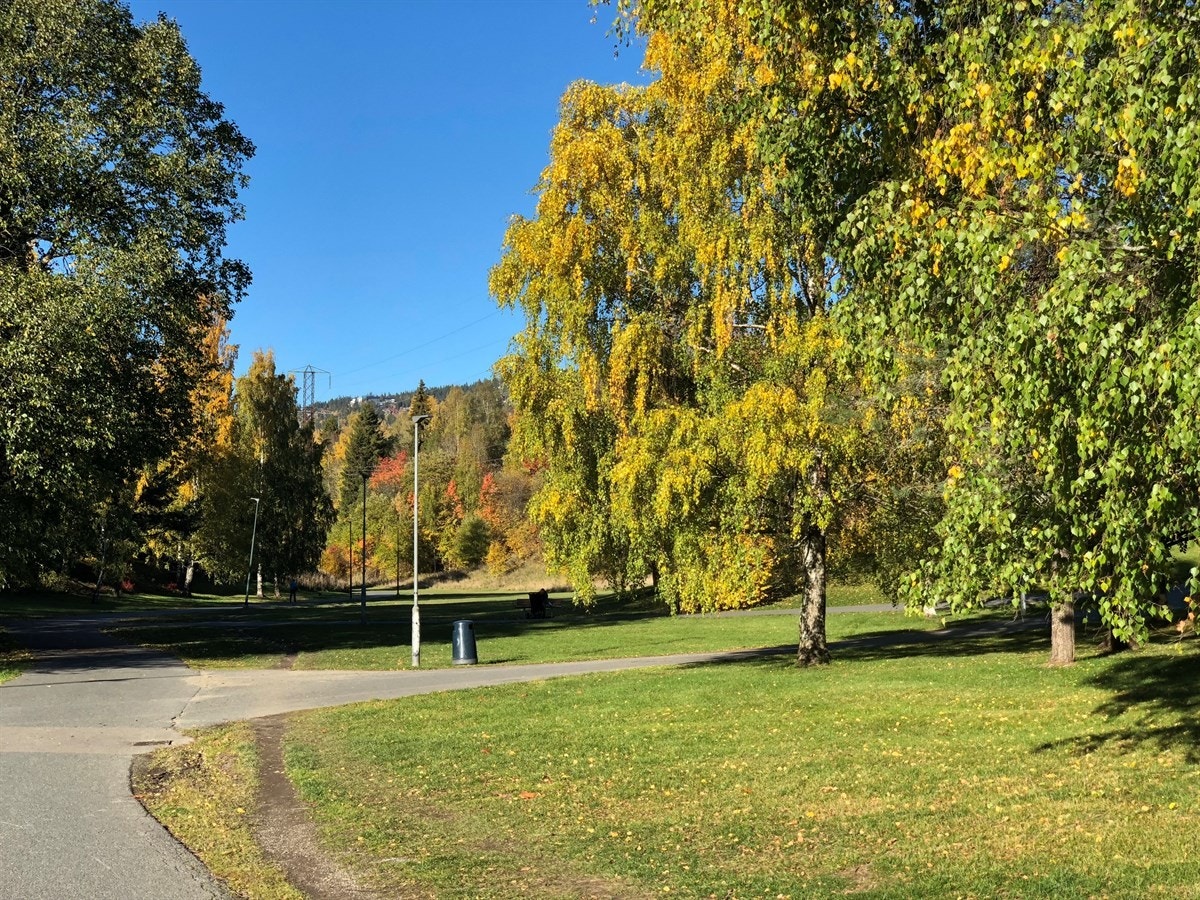 Turløyper sommer og vinter rett ved leiligheten Galleribilde