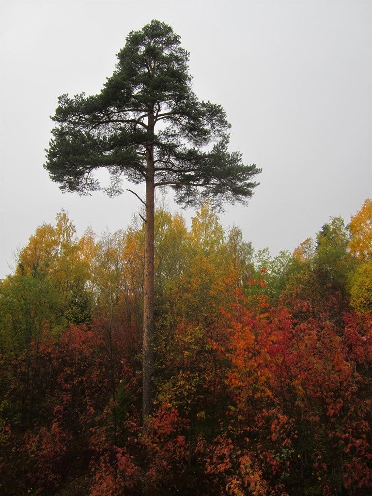 Furu sett fra balkongen Galleribilde