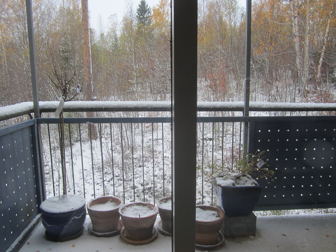 Den første snøen. Vinterstid starter skisporene rett på andre siden av skogholtet. Galleribilde