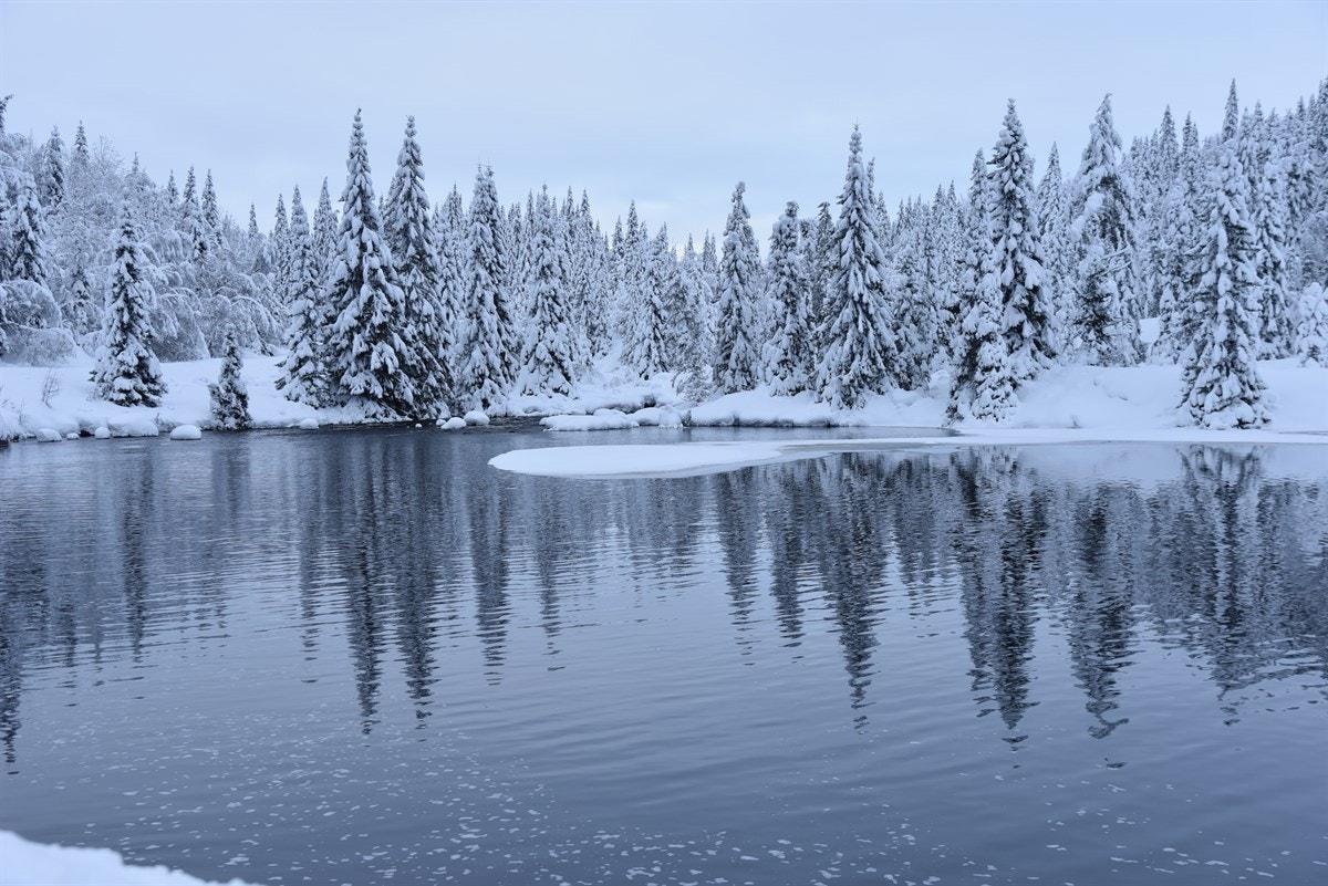 Nærområdet Galleribilde