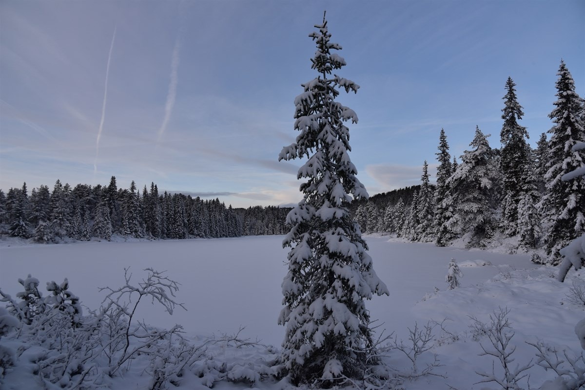 Vannet like ved tomtefeltet Galleribilde