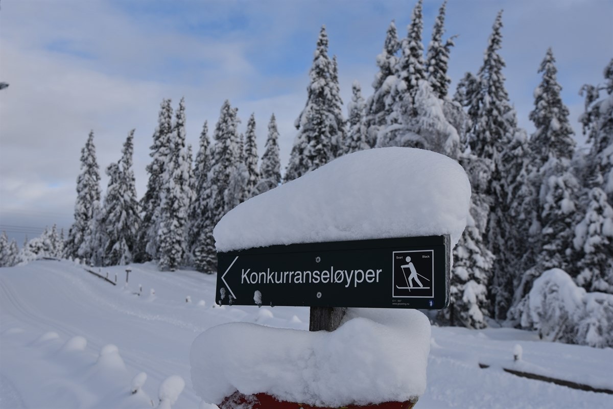 På Gautestad/ Høgås er det et fantastisk skiløypenett Galleribilde