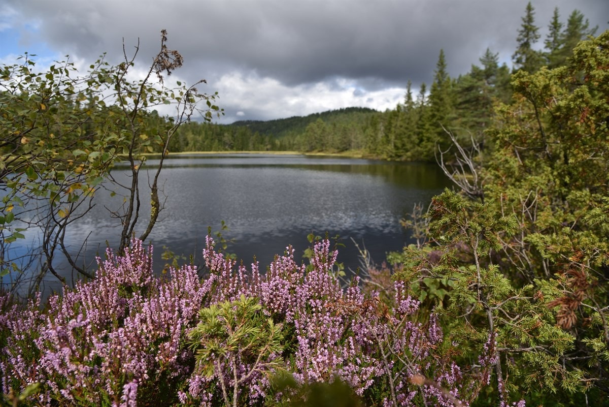 Næromårde Galleribilde