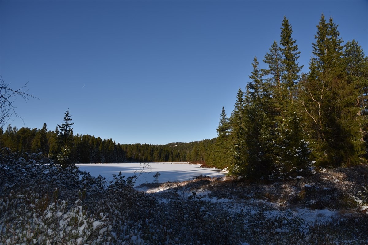 Nærområde Galleribilde