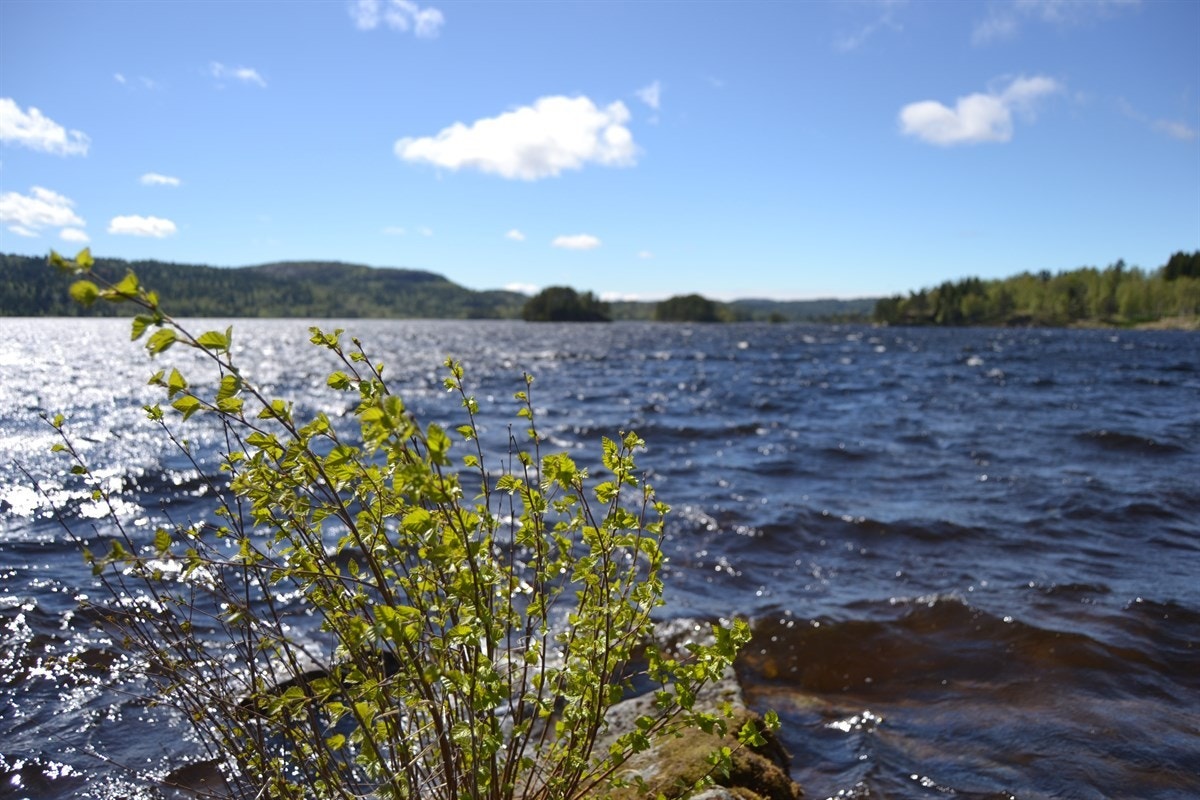 Høvringsvannet Galleribilde